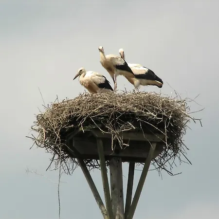 Storchennest Apartment *